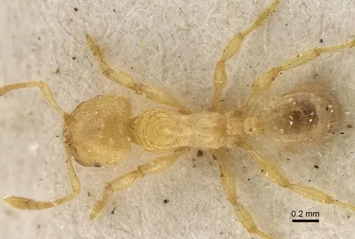Pheidole longior specimen CASENT0922395 image casent0922395_1
