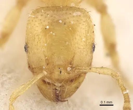 Pheidole longior specimen CASENT0922395 image casent0922395_2