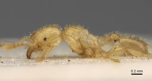 Pheidole longior specimen CASENT0922395 image casent0922395_3