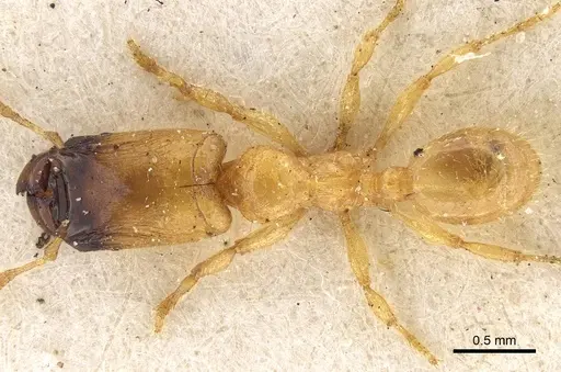 Pheidole longior specimen CASENT0922396 image casent0922396_1