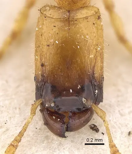 Pheidole longior specimen CASENT0922396 image casent0922396_2