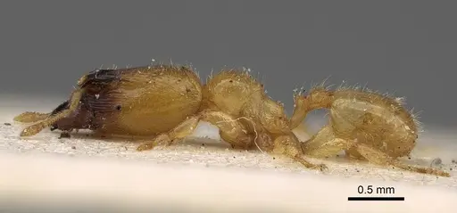 Pheidole longior specimen CASENT0922396 image casent0922396_3