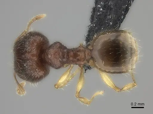 Pheidole longipilosa specimen CASENT0024061 image casent0024061_1