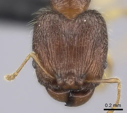 Pheidole longipilosa specimen CASENT0024061 image casent0024061_2