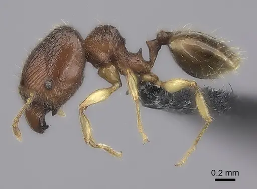 Pheidole longipilosa specimen CASENT0024061 image casent0024061_3