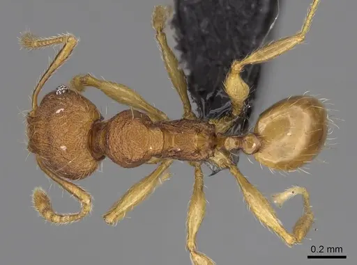 Pheidole longipilosa specimen CASENT0235043 image casent0235043_1