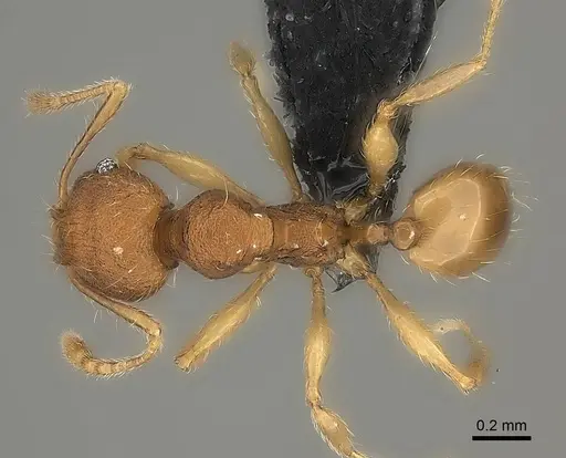 Pheidole longipilosa specimen CASENT0235043 image casent0235043_2