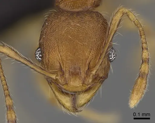Pheidole longipilosa specimen CASENT0235043 image casent0235043_3