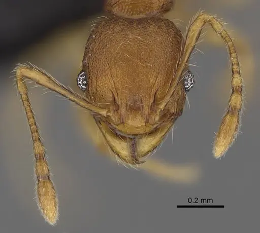 Pheidole longipilosa specimen CASENT0235043 image casent0235043_4