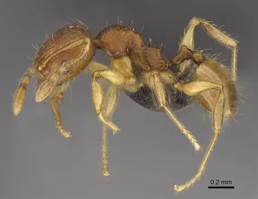 Pheidole longipilosa specimen CASENT0235043 image casent0235043_5