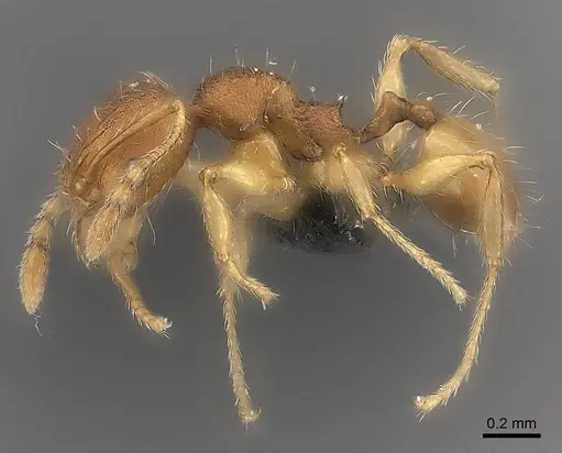 Pheidole longipilosa specimen CASENT0235043 image casent0235043_6