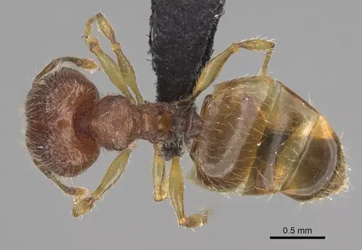Pheidole longipilosa specimen CASENT0496936 image casent0496936_1