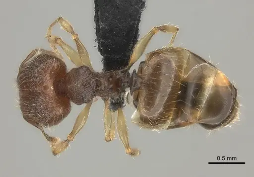 Pheidole longipilosa specimen CASENT0496936 image casent0496936_2