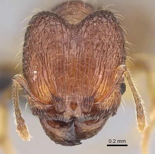 Pheidole longipilosa specimen CASENT0496936 image casent0496936_3