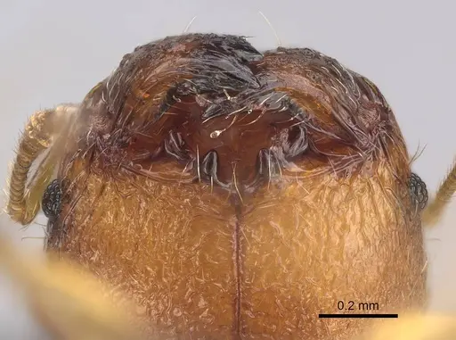 Pheidole longipilosa specimen CASENT0496936 image casent0496936_4