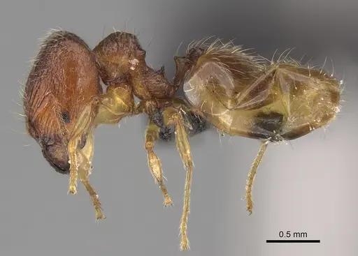 Pheidole longipilosa specimen CASENT0496936 image casent0496936_5