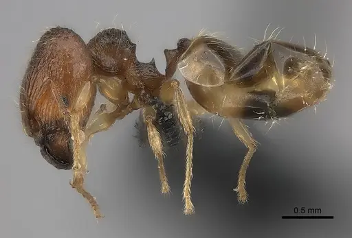 Pheidole longipilosa specimen CASENT0496936 image casent0496936_6