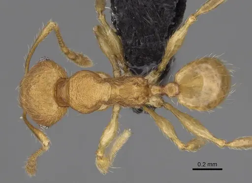 Pheidole longipilosa specimen CASENT0498297 image casent0498297_1