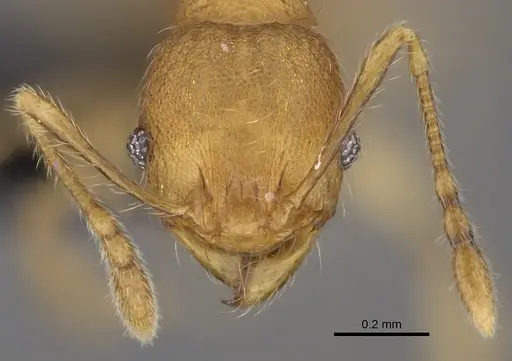 Pheidole longipilosa specimen CASENT0498297 image casent0498297_2