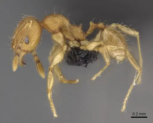 Pheidole longipilosa specimen CASENT0498297 image casent0498297_3