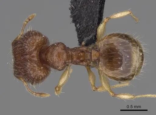 Pheidole longipilosa specimen CASENT0498298 image casent0498298_1