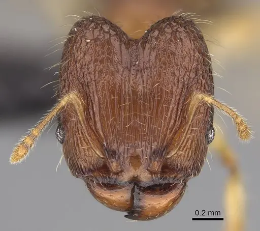 Pheidole longipilosa specimen CASENT0498298 image casent0498298_2