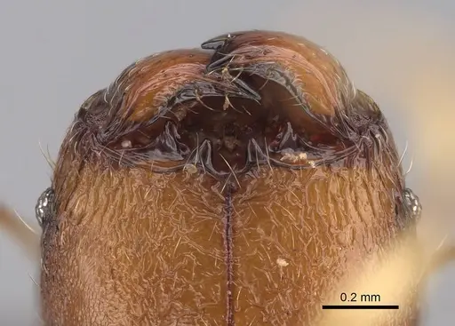 Pheidole longipilosa specimen CASENT0498298 image casent0498298_3
