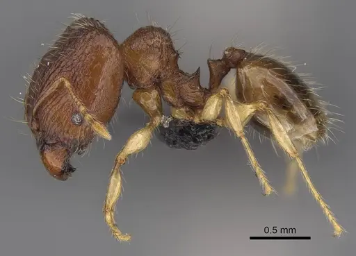 Pheidole longipilosa specimen CASENT0498298 image casent0498298_4