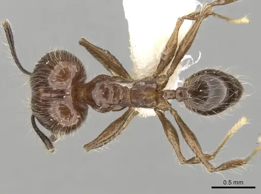 Pheidole longiscapa specimen CASENT0281758 image casent0281758_1