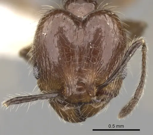 Pheidole longiscapa specimen CASENT0281758 image casent0281758_2