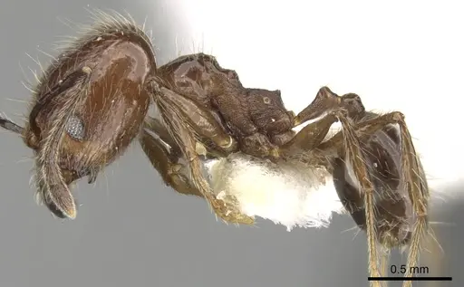 Pheidole longiscapa specimen CASENT0281758 image casent0281758_3