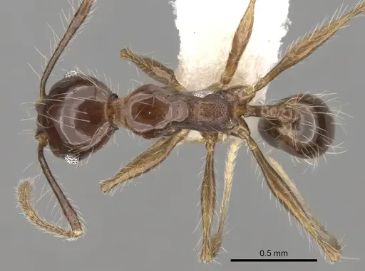 Pheidole longiscapa specimen CASENT0281759 image casent0281759_1