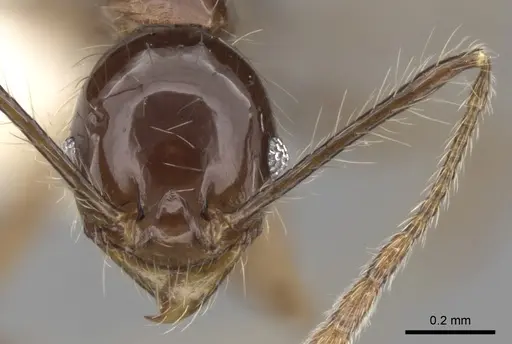 Pheidole longiscapa specimen CASENT0281759 image casent0281759_2