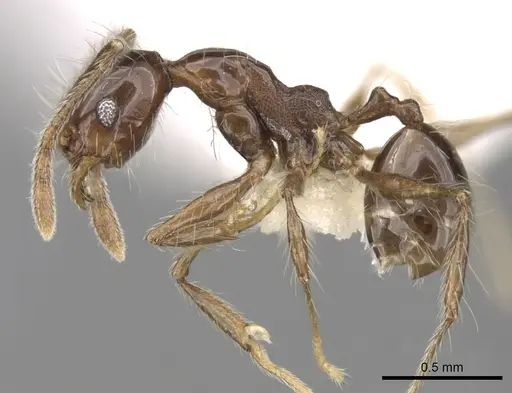 Pheidole longiscapa specimen CASENT0281759 image casent0281759_3