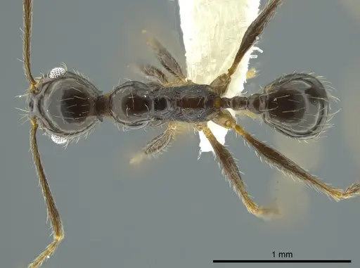 Pheidole longiscapa specimen CASENT0625349 image casent0625349_1