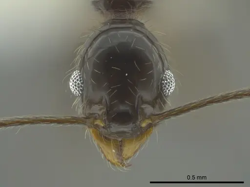 Pheidole longiscapa specimen CASENT0625349 image casent0625349_2