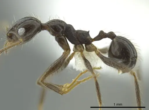 Pheidole longiscapa specimen CASENT0625349 image casent0625349_3