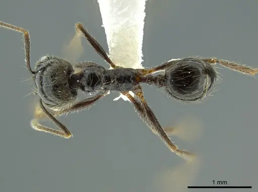 Pheidole longiscapa specimen CASENT0625352 image casent0625352_1