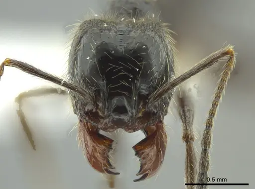 Pheidole longiscapa specimen CASENT0625352 image casent0625352_2