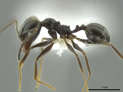 Pheidole longiscapa specimen CASENT0625352 image casent0625352_3