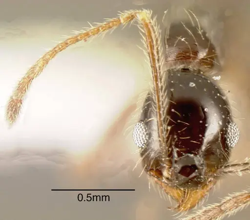 Pheidole longiscapa specimen CASENT0635456 image casent0635456_1