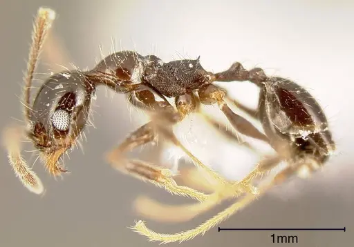 Pheidole longiscapa specimen CASENT0635456 image casent0635456_2