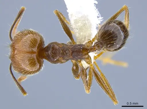 Pheidole longiscapa specimen CASENT0646207 image casent0646207_1