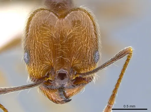 Pheidole longiscapa specimen CASENT0646207 image casent0646207_2