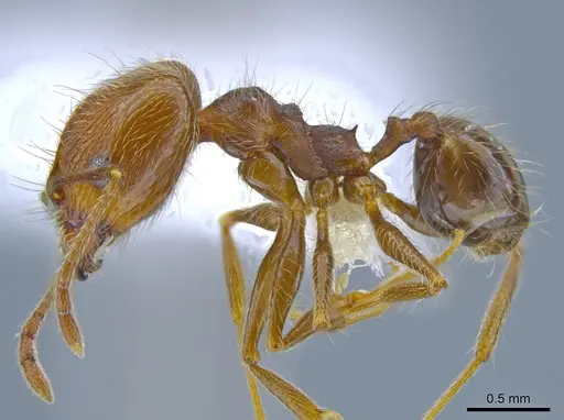 Pheidole longiscapa specimen CASENT0646207 image casent0646207_3
