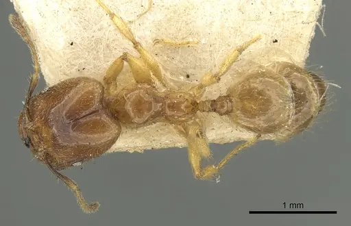 Pheidole longiscapa specimen CASENT0901602 image casent0901602_1