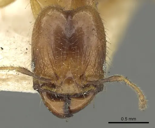 Pheidole longiscapa specimen CASENT0901602 image casent0901602_2