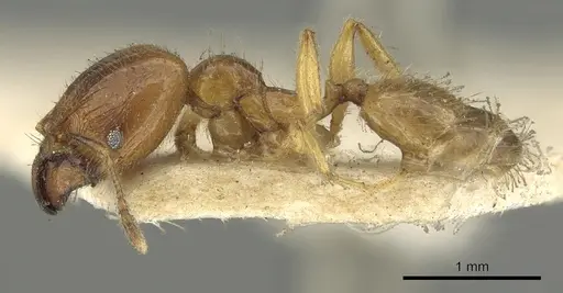 Pheidole longiscapa specimen CASENT0901602 image casent0901602_3