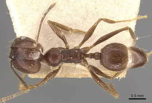 Pheidole longiscapa specimen CASENT0908183 image casent0908183_1