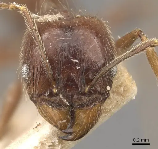 Pheidole longiscapa specimen CASENT0908183 image casent0908183_2